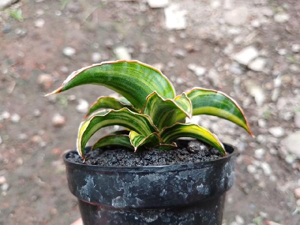 043.DARK GREEN CLONE