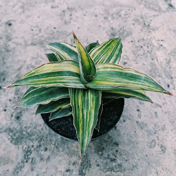 146.BLUE LEAF V