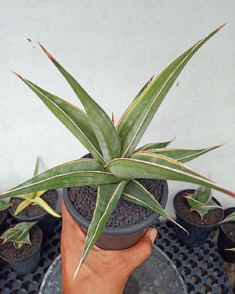 100.PINGUI LONGIFOLIA V