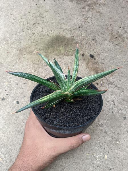 23. All Night Star White Variegated