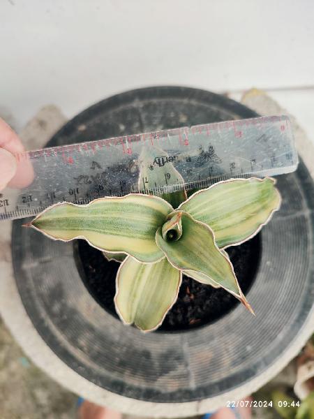 9. Blue leaf variegata