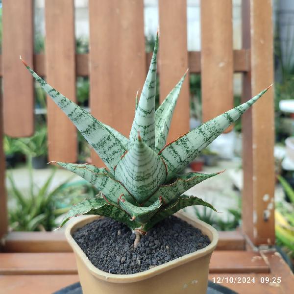 No. 13 Sansevieria hybrid Horizon