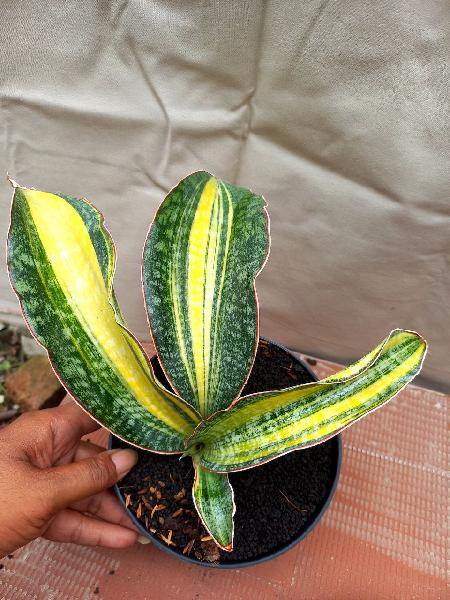 23.  puphamont delight variegated