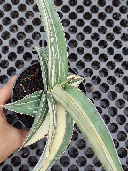 192. ROBUSTA DWARF white