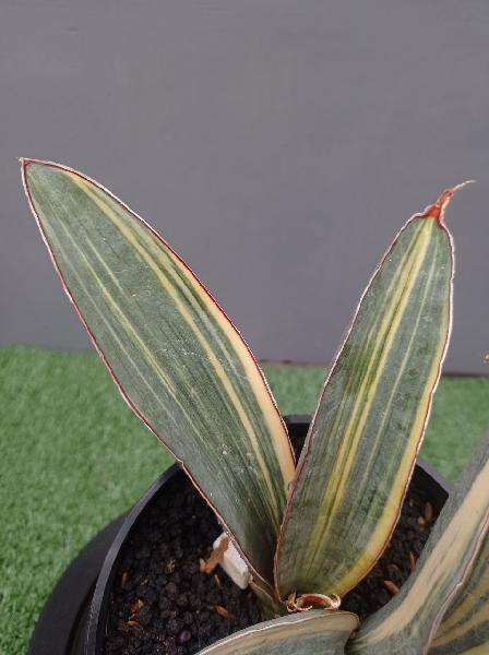 109. S. Superpink var (anak saja)