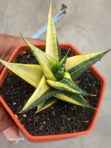 16 Hybrid SUKODONO var 