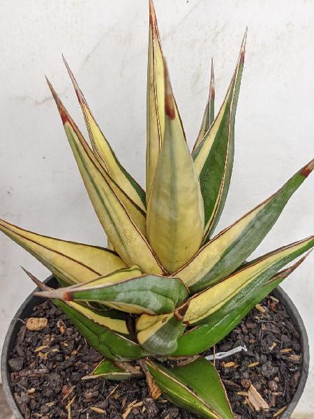 127.PINGUICULA var white