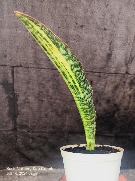 07. Hybrid Horwood x Doglas superclone varigata rare