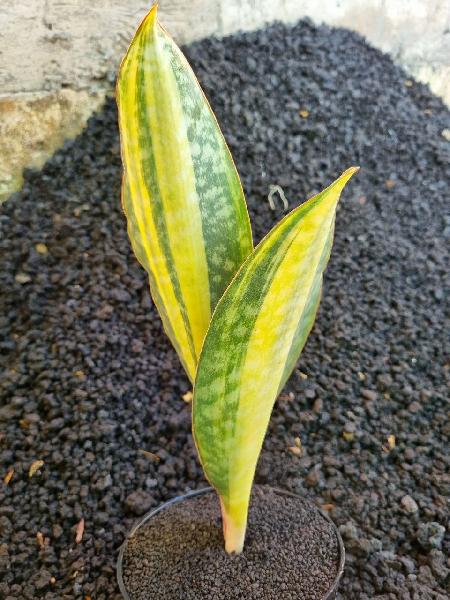 No.30 Giant masoniana variegata