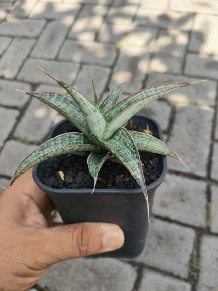 38. Hibrid Syailendra 