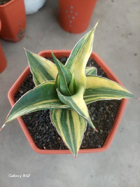 21. Hybrid MAYA  var 
