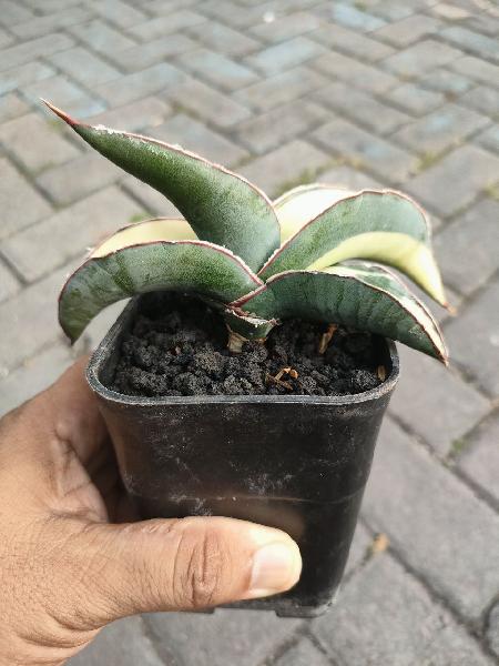 17. Robusta white var