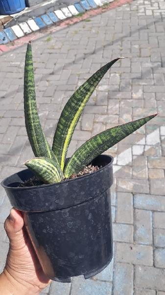 44. Fischerii VARIEGATED