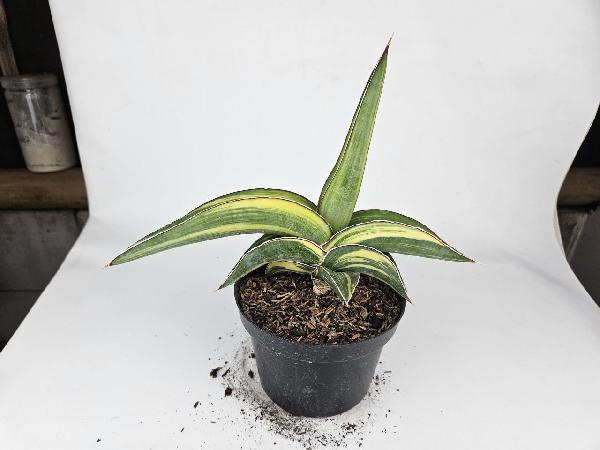 12. S. Robusta Dwarf Yellow Variegated