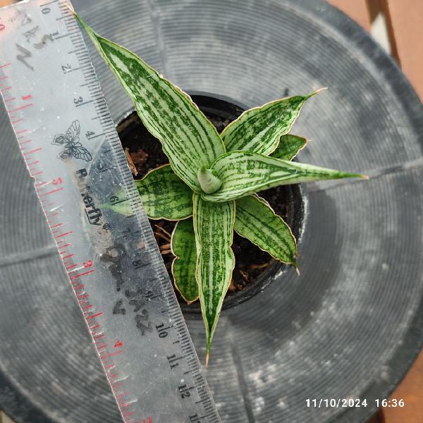 No. 8 Sansevieria hybrid Siluet