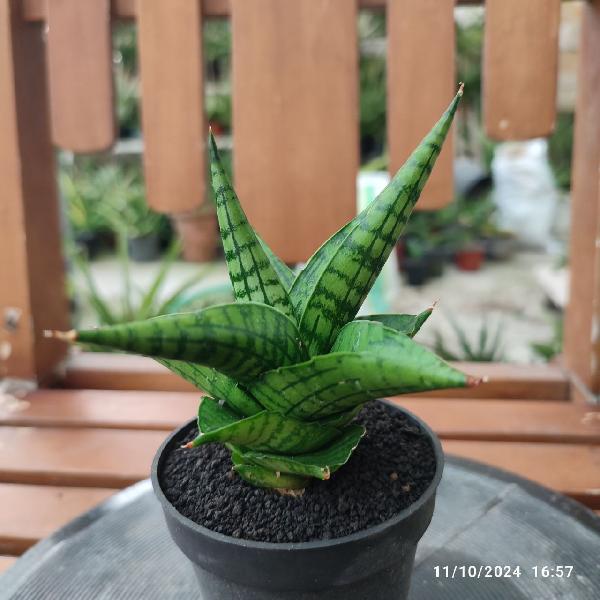 No. 12 Sansevieria hybrid Ciupektong