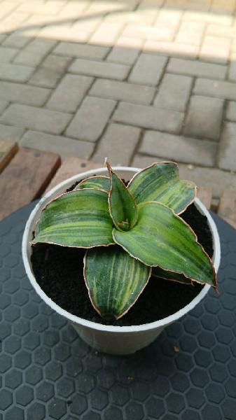 300 ID : Blue Leaf