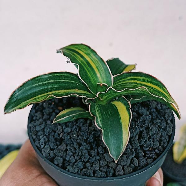 075.DARK GREEN CLONE