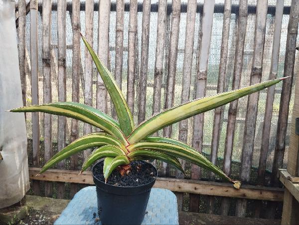 27. S. Robusta var