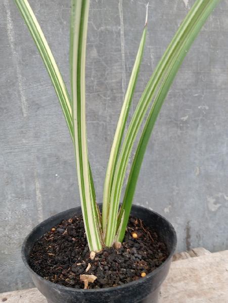 29.canaliculata dwarf varigata white 