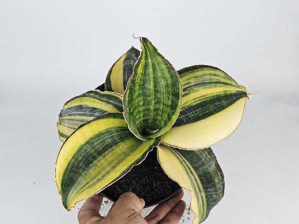 10. S. Mason Bowl Variegated