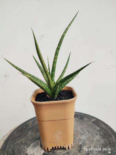 1. Bunlue Torch Variegata