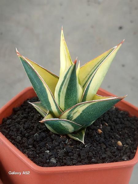 19. Hybrid DEN JAKA var 