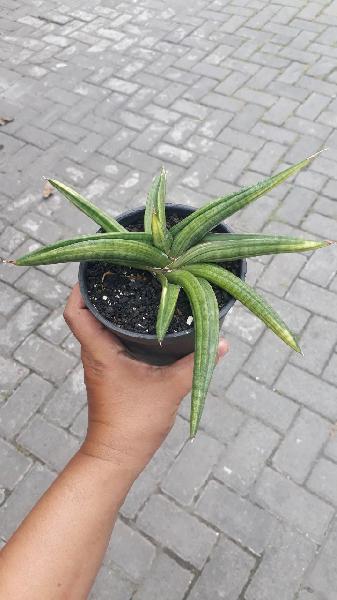 34. Ed eby VARIEGATED 