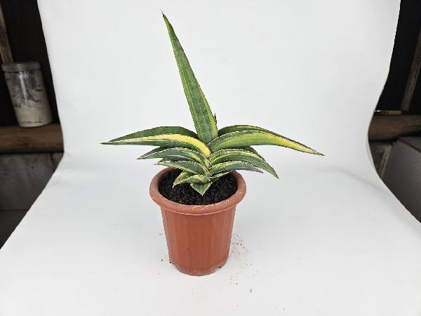 6. S. Perotii Variegated