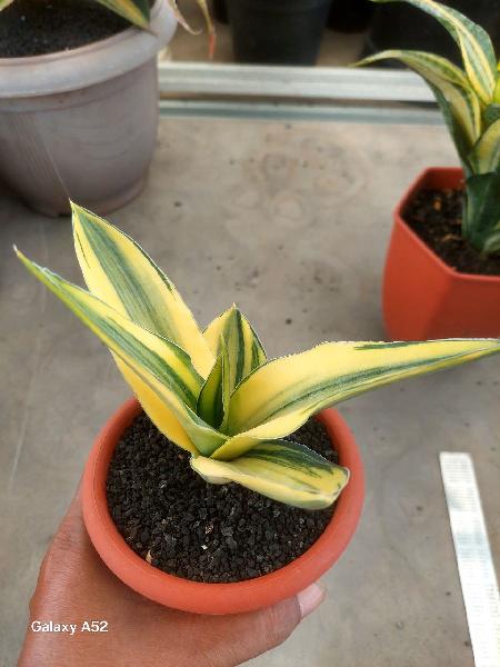 17. Hybrid CELOMITA var  