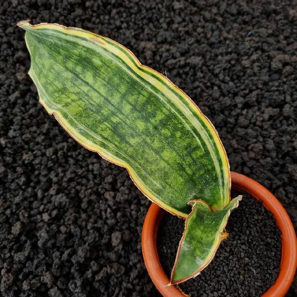 No.17 Dragon king variegata