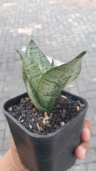 05. Marga VARIEGATED