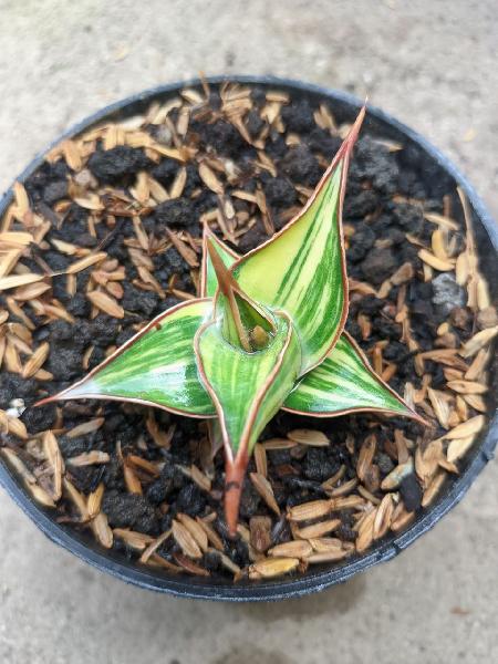 17. Pingui Variegated