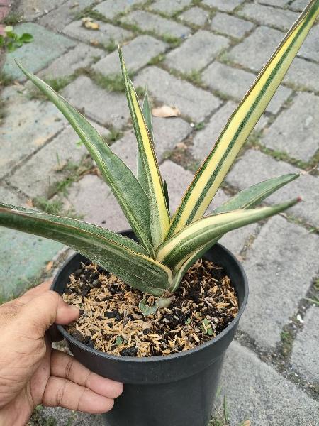 55. Hibrid Aksara var