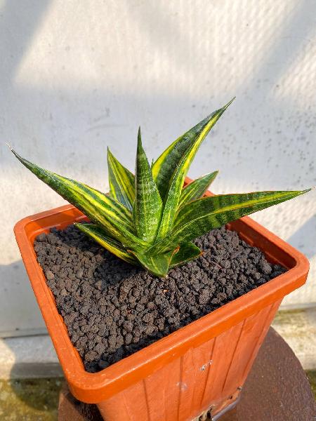 60. HYBRID GAJAHMADA VARIGATA