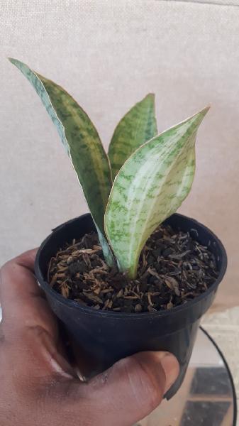 154. Sp Tanzania VARIEGATED