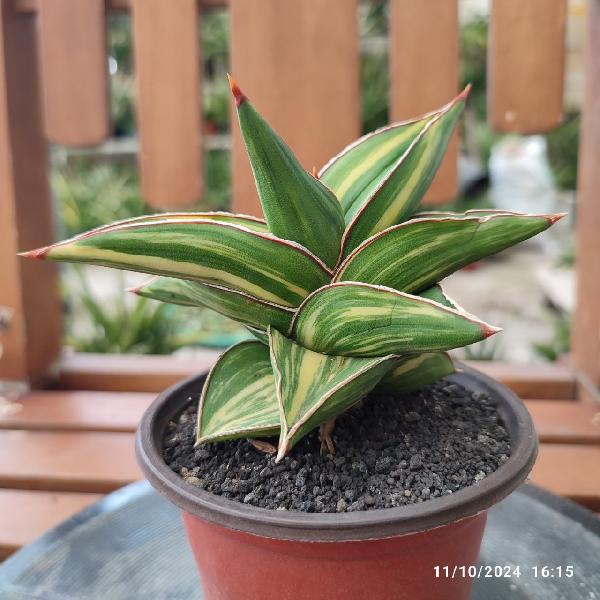 No. 4 Sansevieria Samurai Dwarf variegata