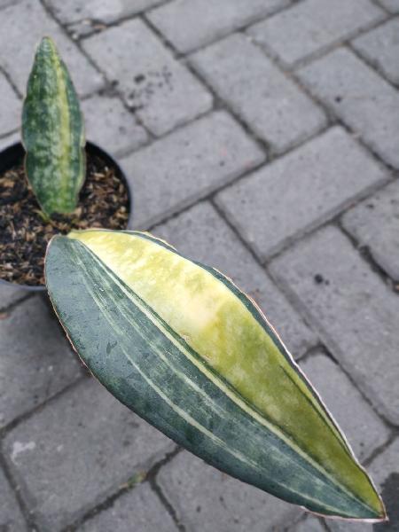 49. Macrophylla var