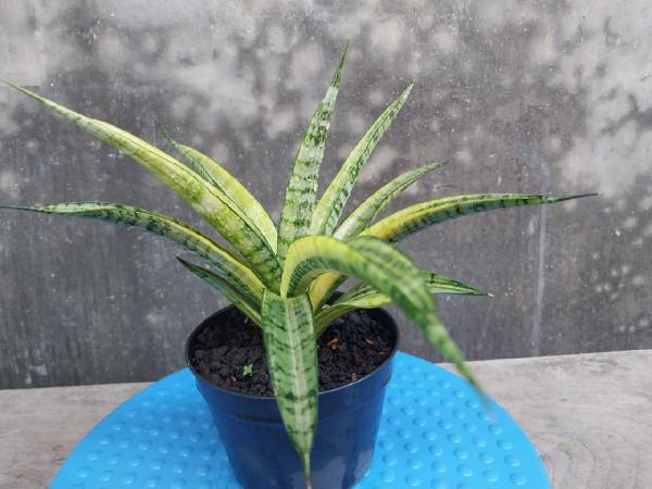 86. Kanlayensis silver var