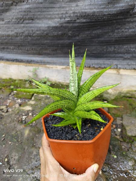 9.hibrid irisbella perform good