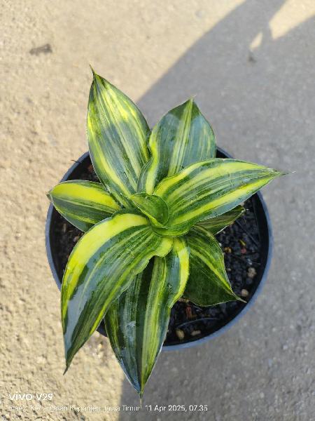 15.hibrid chelomita good variegata