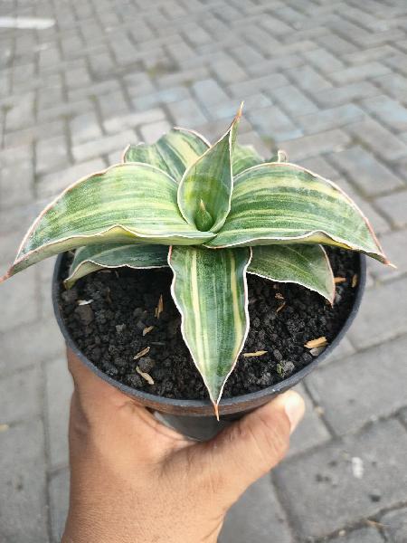 15. Blueleaf var 