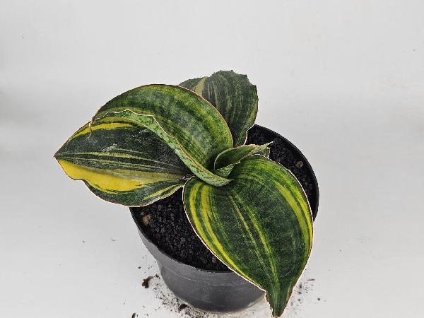 11. S. Mason Bowl Variegated