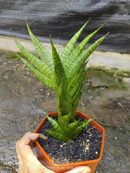 10.hibrid Sindoro 