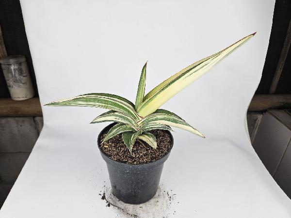 14. S. Robusta Dwarf White Variegated