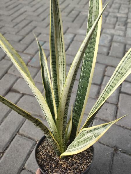 100. Trifasciata Wulandari