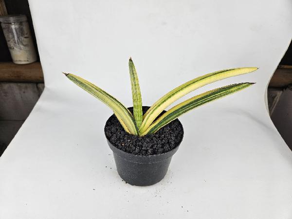 8. S. Pearsonii Variegated