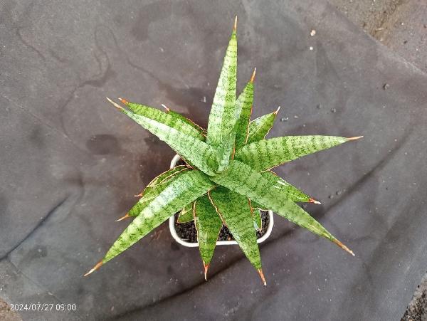 11.hibrid original seeding (Oliviafinli x renjana)