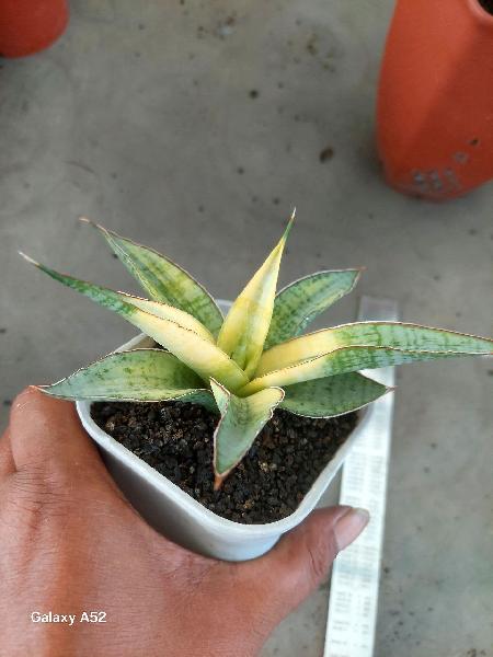 22. Hybrid PLUTO  var  RARE