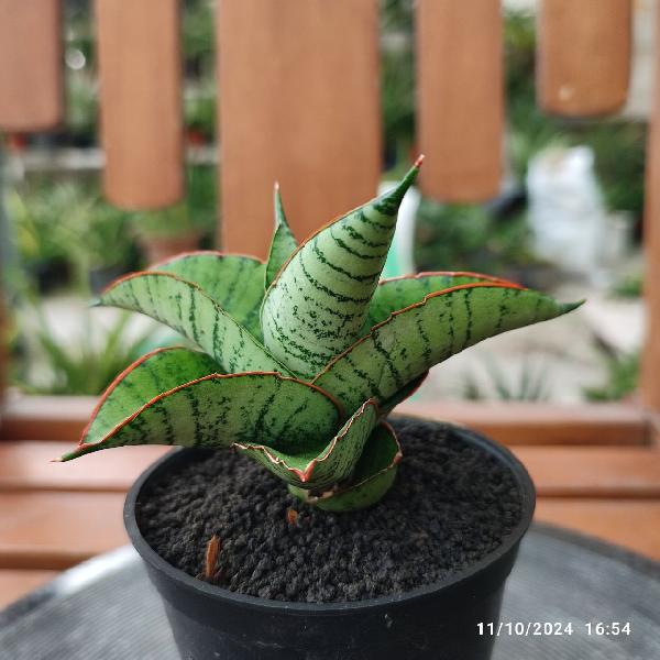 No. 11 Sansevieria hybrid Ucok